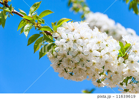 Cherry blossoms against the blue sky 11639619