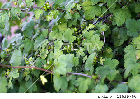 きれいな緑色をしたヤブサンザシの若い実 11639766