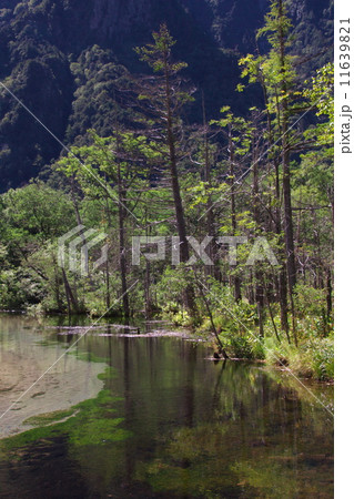 岳沢湿原 11639821