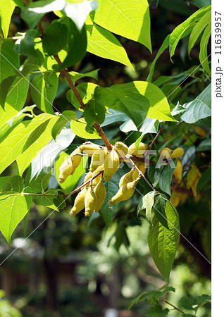 ロウバイの実 ロウバイの実 11639957