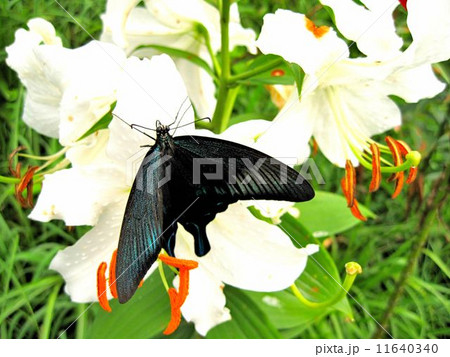 青い光沢を放つ黒い蝶 (滋賀県・箱館山のゆり園にて) 青い光沢を放つ黒い蝶 (滋賀県・箱館山のゆり園にて) 11640340