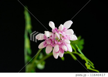 タマザキクサフジ 11640417