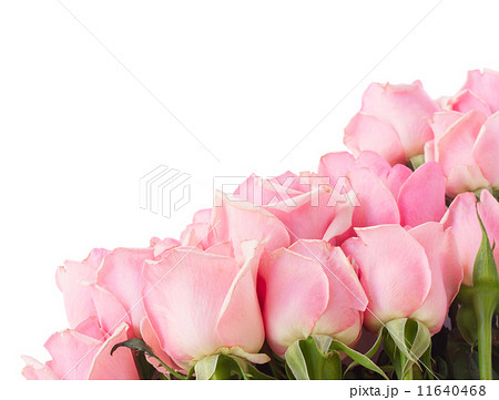 border of pink garden roses border of pink garden roses 11640468