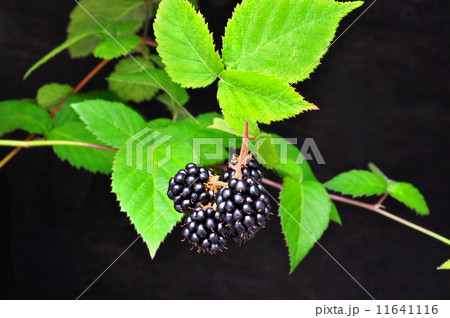 ブラックベリー 11641116