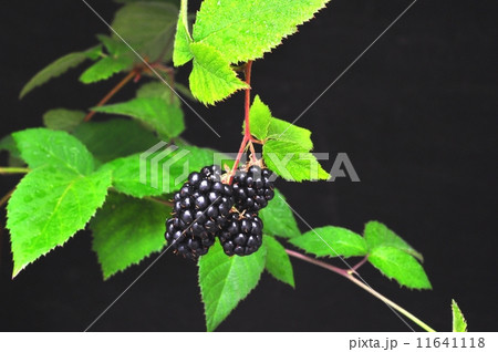 ブラックベリー ブラックベリー 11641118