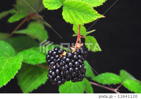ブラックベリー ブラックベリー 11641120