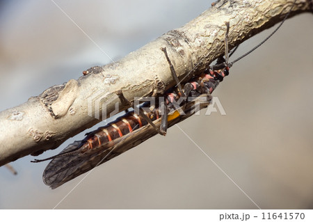 Plecoptera Plecoptera 11641570