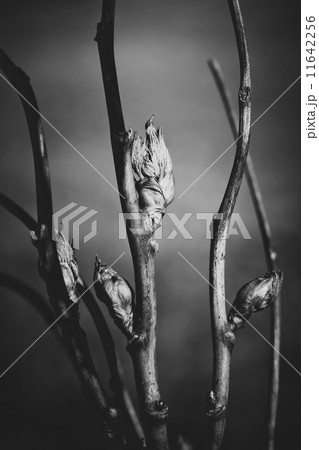 black and white branches black and white branches 11642256