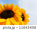 青空とヒマワリ 11643408