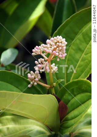 メディニラ・スペキオサ 11644047