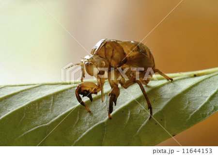 セミの抜け殻 11644153