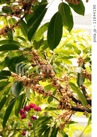 アコウの実 11644190