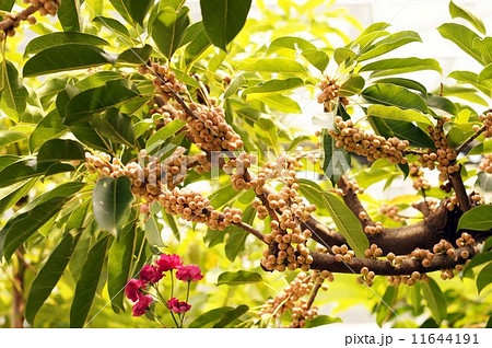 アコウの実 11644191