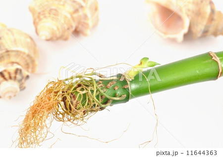 Isolated bamboo root and shell Isolated bamboo root and shell 11644363