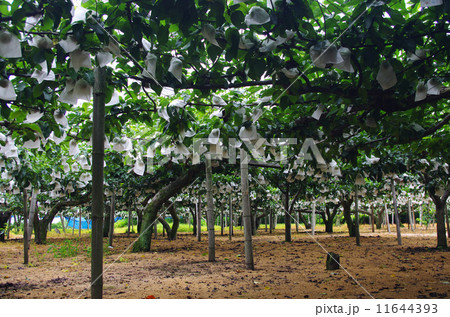 袋がけしたナシ畑 11644393