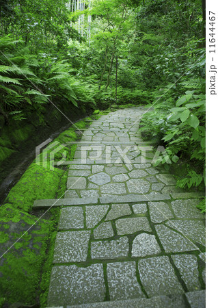 苔と石段 11644467