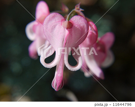 コマクサ コマクサ 11644796