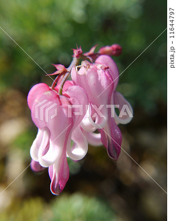 コマクサ 11644797