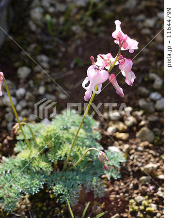 コマクサ 11644799