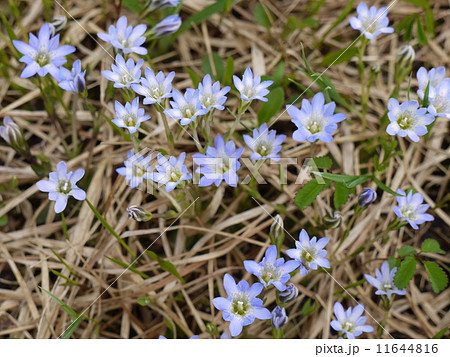 タテヤマリンドウ 11644816