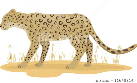 Leopard Leopard 11648314
