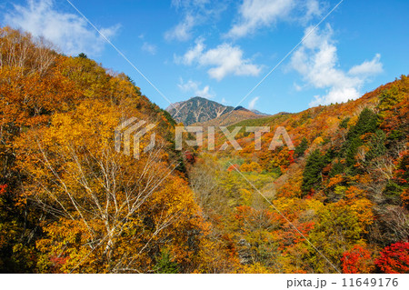 紅葉真っ盛りの東沢大橋 紅葉真っ盛りの東沢大橋 11649176