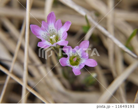 ピンクのタテヤマリンドウ 11649193