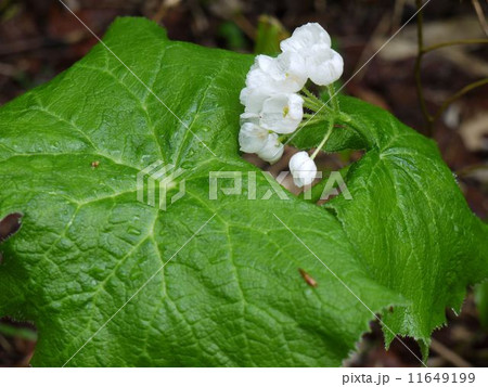 サンカヨウ サンカヨウ 11649199
