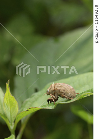 ニイニイゼミ 11649259