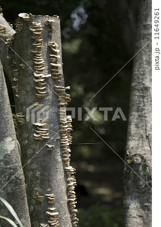 カワラタケ 11649261