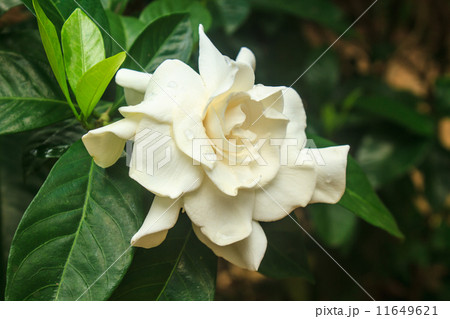 beautiful Gardenia jasminoides flower on tree 11649621