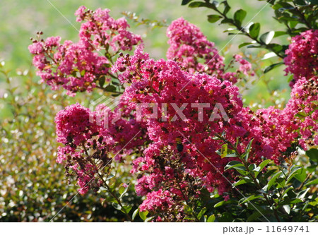 サルスベリ花　03 11649741