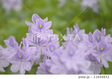 布袋葵・埼玉県加須市（道の駅・「童謡のふる里おおとね」） 11649832