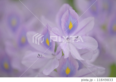 布袋葵・埼玉県加須市(道の駅・「童謡のふる里おおとね」) 布袋葵・埼玉県加須市(道の駅・「童謡のふる里おおとね」) 11649833