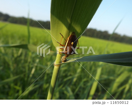 シロヘリクチブトカメムシ シロヘリクチブトカメムシ 11650012