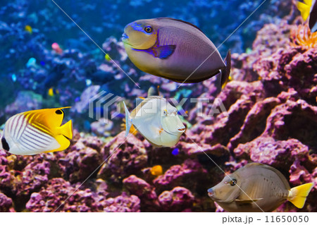 Fishes and corals reef Fishes and corals reef 11650050