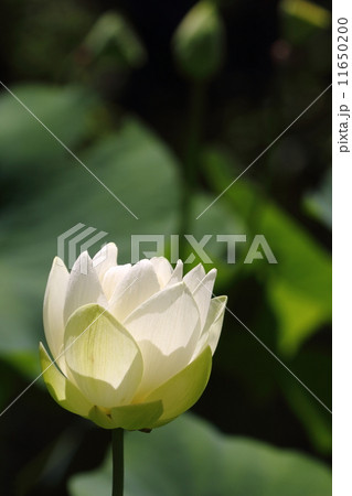 白蓮 11650200