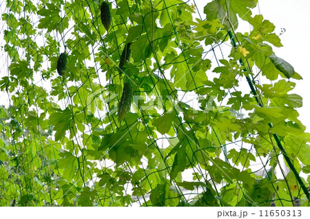 ゴーヤのグリ-ンカーテン 11650313