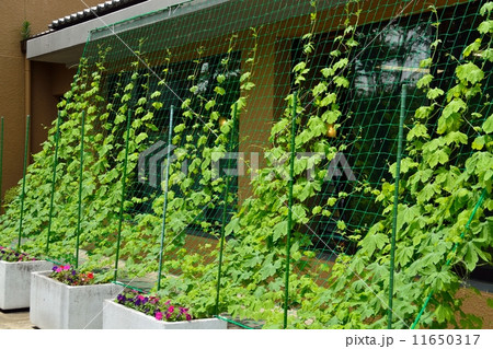 ゴーヤのグリ-ンカーテン 11650317