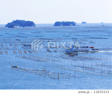 松島湾 のり棚 松島湾 のり棚 11650323