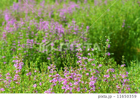 8月花　ミソハギ・ミソハギ科34 11650359