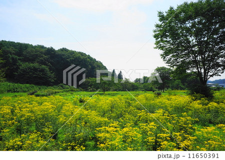 8月 オミナエシ・オミナエシ科66 8月 オミナエシ・オミナエシ科66 11650391