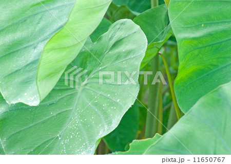 サトイモの葉 11650767