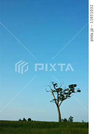 Tree-一本樹 DSC_8976 Tree-一本樹 DSC_8976 11651032
