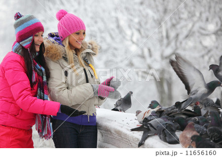 pigeon eat 11656160