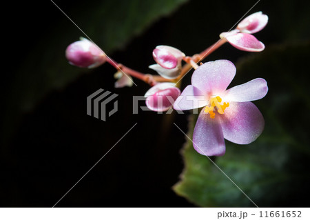 Begonia Begonia 11661652