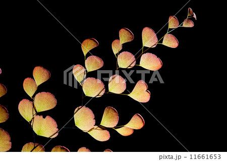 Backlit Fern Backlit Fern 11661653