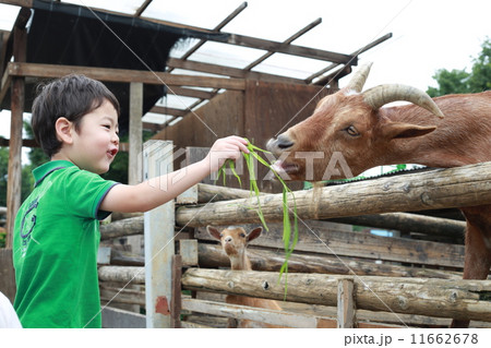 動物とふれあう 11662678