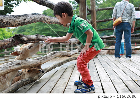 動物とふれあう 動物とふれあう 11662686