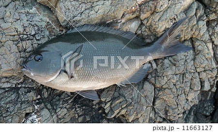 40㎝級のクロメジナ 40㎝級のクロメジナ 11663127